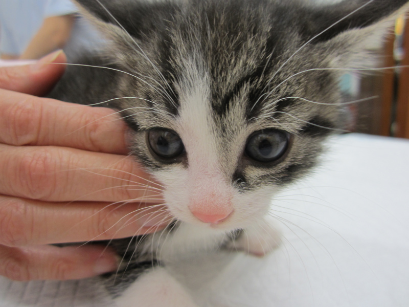サクマ犬猫病院の子猫の里親募集 子猫の性別が分かりました 大田区タイムズ